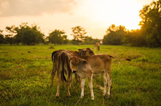 Cow on grass and meadow in the nature or in the farm agriculture