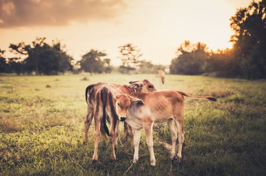 Cow on grass and meadow in the nature or in the farm agriculture vintage