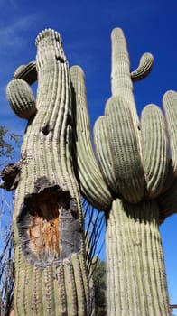 Tall Saguaro Cactus with blue sky as background
