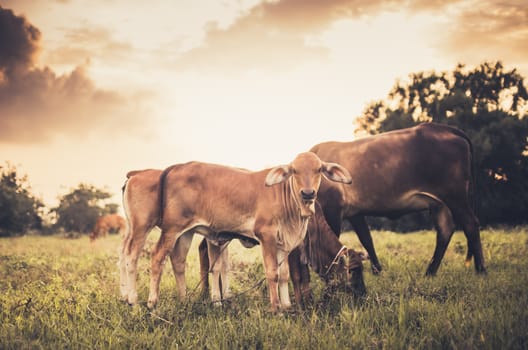 Cow on grass and meadow in the nature or in the farm agriculture vintage