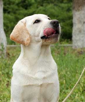 young yellow labrador portrait sitting close up
