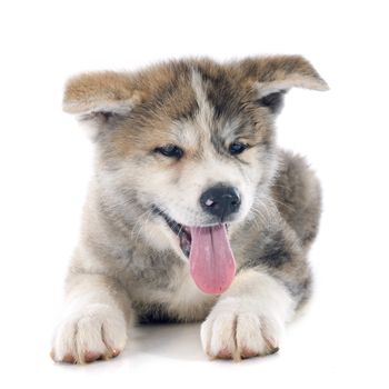 puppy akita inu in front of white background