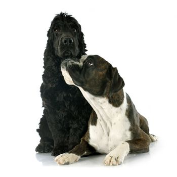 portrait of a  purebred english cocker and boxer in a studio