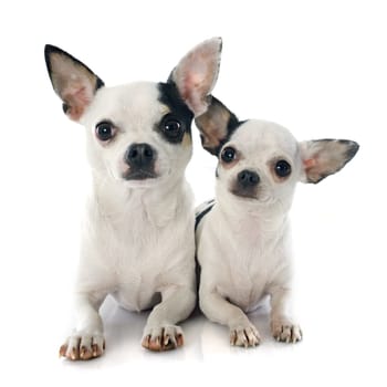 two chihuahuas in front of white background