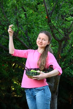 beautiful girl collecting green plums for eating