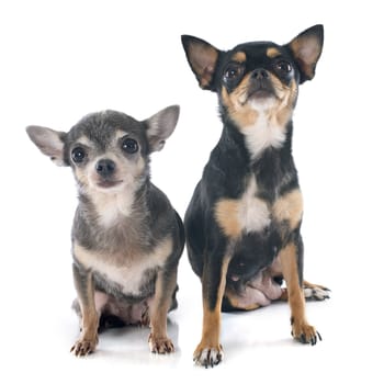 two chihuahuas in front of white background