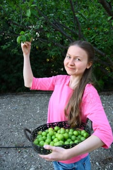 beautiful girl collecting green plums for eating