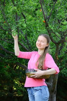 beautiful girl collecting green plums for eating