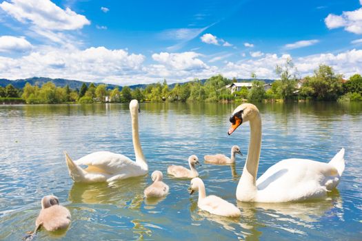 Swan family swimming in Koseze Pond or Martinek Pond or Lake Koseze is an artificial pond at the edge of Ljubljana, the capital of Slovenia.