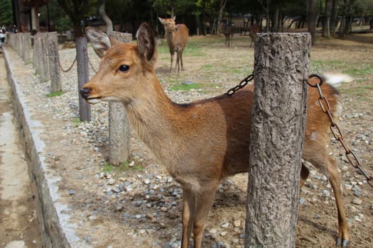 Wild Deer getting up close to the public in Nara Park, Japan