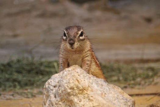 African Ground Squirrel sitting up behind a rock.