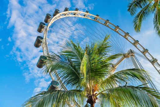 Green tropical palm tree with big ferris wheel and blue sky 