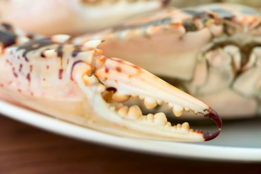 Claw of big fresh crab on white plate