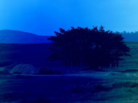 A spooky looking tree at the night in moonlight