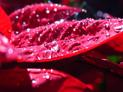 Fresh raindrops on red tropical leaves in bright sunlight