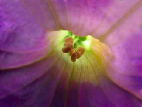 Bright light near pollen grains at the center of a tropical flower.