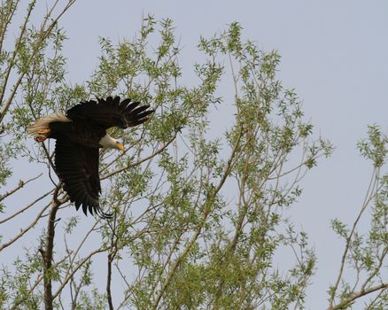 Bald Eagle taking to flight early morning