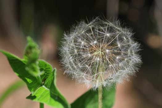 Dandelion Flower after flowering is done just seeds