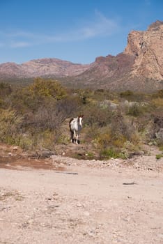 Wild horse in Sonora Desert of Mexico