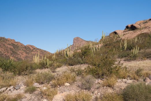 Cactus grow on slope of Sonora Desert Mexico