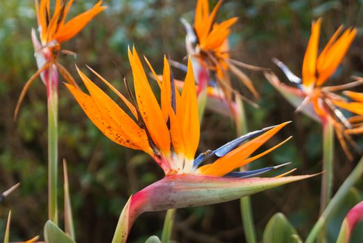 Tropical flowers in Botanical gardens of Guadalajara Mexico