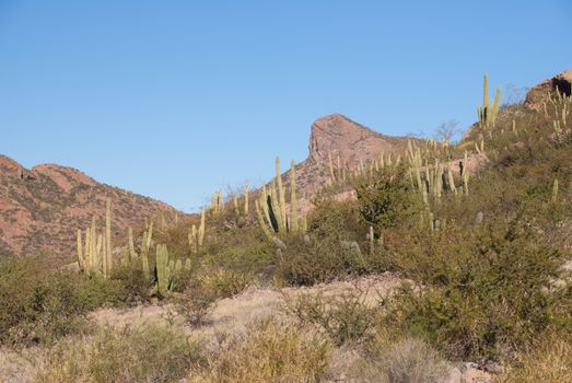 Organpipe Cactus of Sonora Desert Mexico