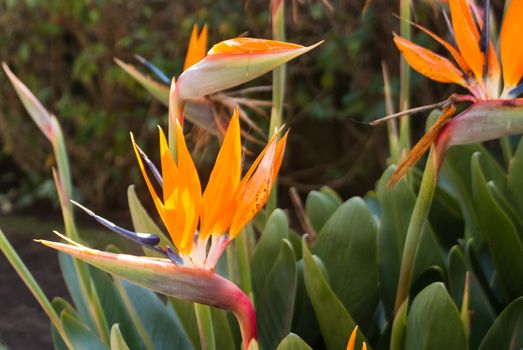 Tropical Bird of Paradise flowers