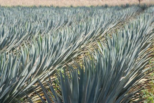 Agave crop blows in wind in Mexico
