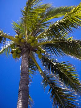 Coconut tree on blue sky in Sonora Mexico
