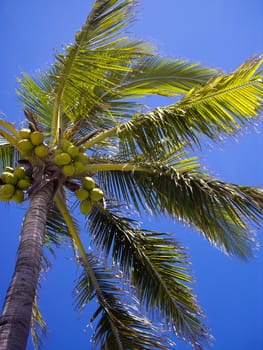 Coconut tree with fruit Sonora Mexico