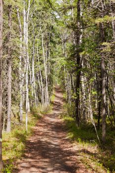 Footpath in boreal forest taiga of the Yukon Territory, Canada, lined with aspen, Populus tremuloides, and black spruce, Picea mariana