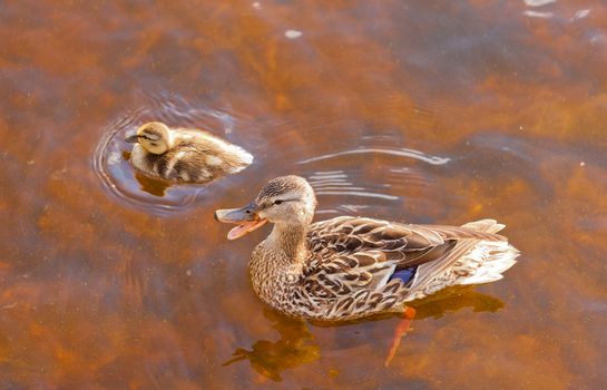 Mallard, Anas platyrhynchos, duckling swimming with its mother in shallow water, high angle close up view with the mother duck quacking