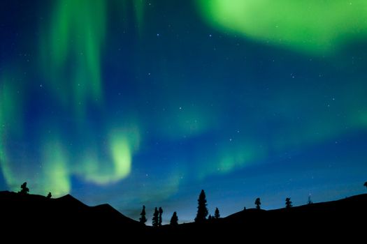 Moving bands of Aurora borealis or Polar lights dance on night sky over boreal forest taiga spruce trees of Yukon Territory, Canada