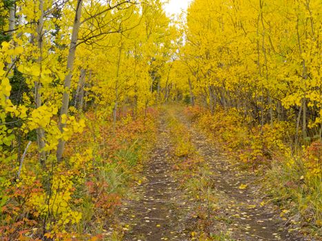 A Trail leads deeper into autumn fall boreal forest taiga (aspen, Populus tremuloides) in Yukon Territory, Canada.