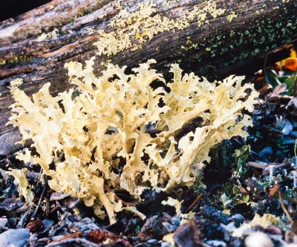 Lichenized fungi Flavocetraria cucullata on taiga boreal forest floor