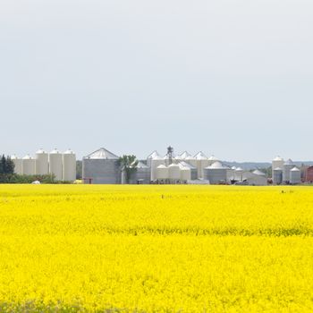 Large number of various metal silos at agricultural field with a crop of colorful yellow rapeseed canola