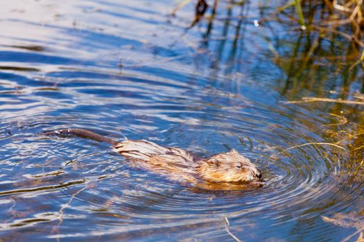 Semiaquatic rodent Muskrat, Ondatra zibethicus, swimming in favorite habitat on surface of swampy pond