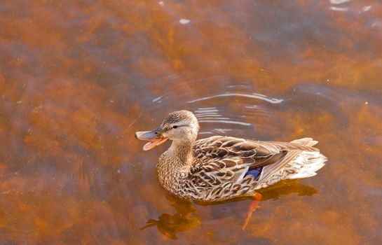 Mallard, Anas platyrhynchos, swimming in shallow water, high angle close up view with duck quacking bill wide open