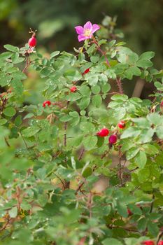 Prickly Wild Rose, Rosa acicularis, blooming flower plant with red rosehip buds