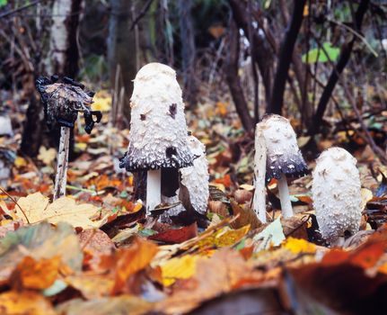 Shaggy mane mushrooms, Coprinus comatus, grow among autumn leaves, in various stages of grow cycle