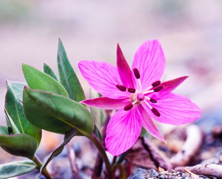 Beautiful flower of Dwarf Fireweed or River Beauty Willowherb, Chamerion latifolium, formerly Epilobium latifolium