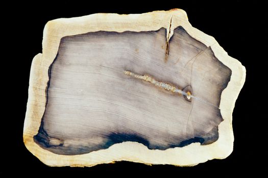 Polished surface of slab of fossilized petrified wood beautiful geology nature background pattern