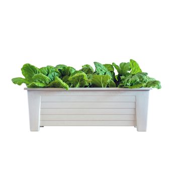 Homemade hydroponic vegetables growing in pot isolated on white background