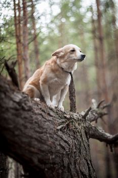 Little blond dog sitting on a tree. Shallow depth of field, selective focus.