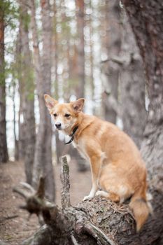 Ginger dog sitting on a tree. Shallow depth of field, selective focus.