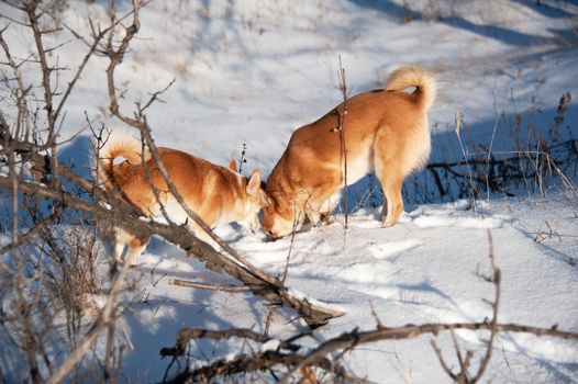 Two red dogs sniffing at snow. Winter forest.