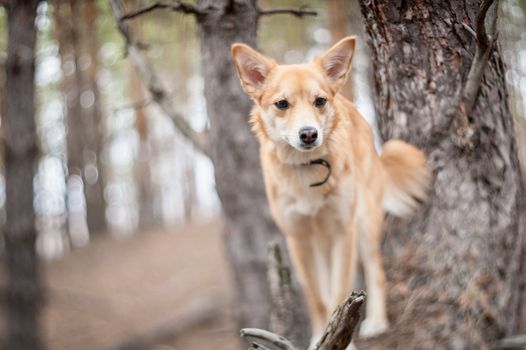 Portrait of a red dog on a pine forest background. Shallow depth of field, selective focus.