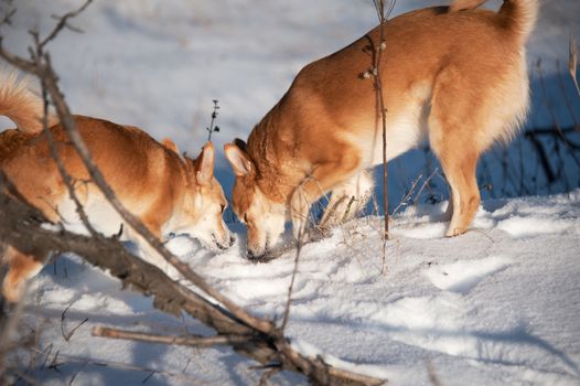 Two ginger dogs sniffing at snow. Friendship and fun.