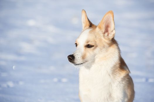 Portrait of a blond dog on a snow background.