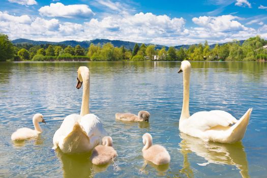 Swan family swimming in Koseze Pond or Martinek Pond or Lake Koseze is an artificial pond at the edge of Ljubljana, the capital of Slovenia.